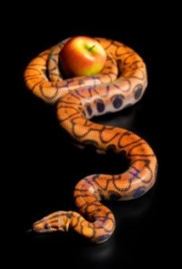 apple pythonS