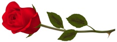 Rose-Transparent_Red_RoseS