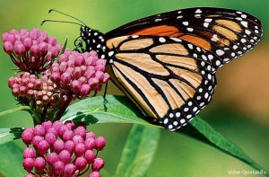 monarch-butterfly-on-milkweed-Victor-Quintanilla-570x375